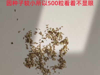 小雏菊花种子 四季种易活阳台盆栽花